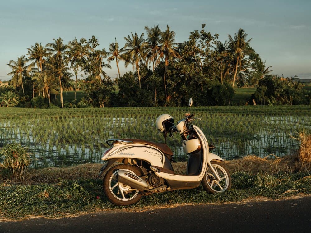 A cream retro-style scooter with a helmet on the mirror, parked on a verge beside a flooded rice field and palms