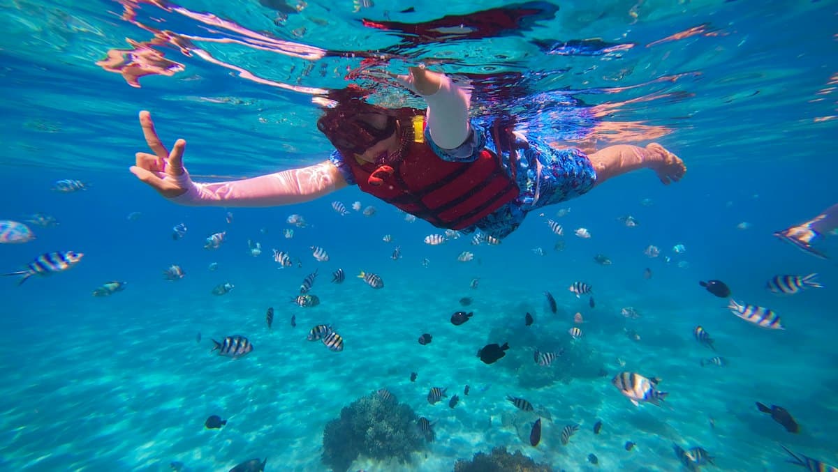 A snorkeller in a red life vest swimming among small striped reef fish
