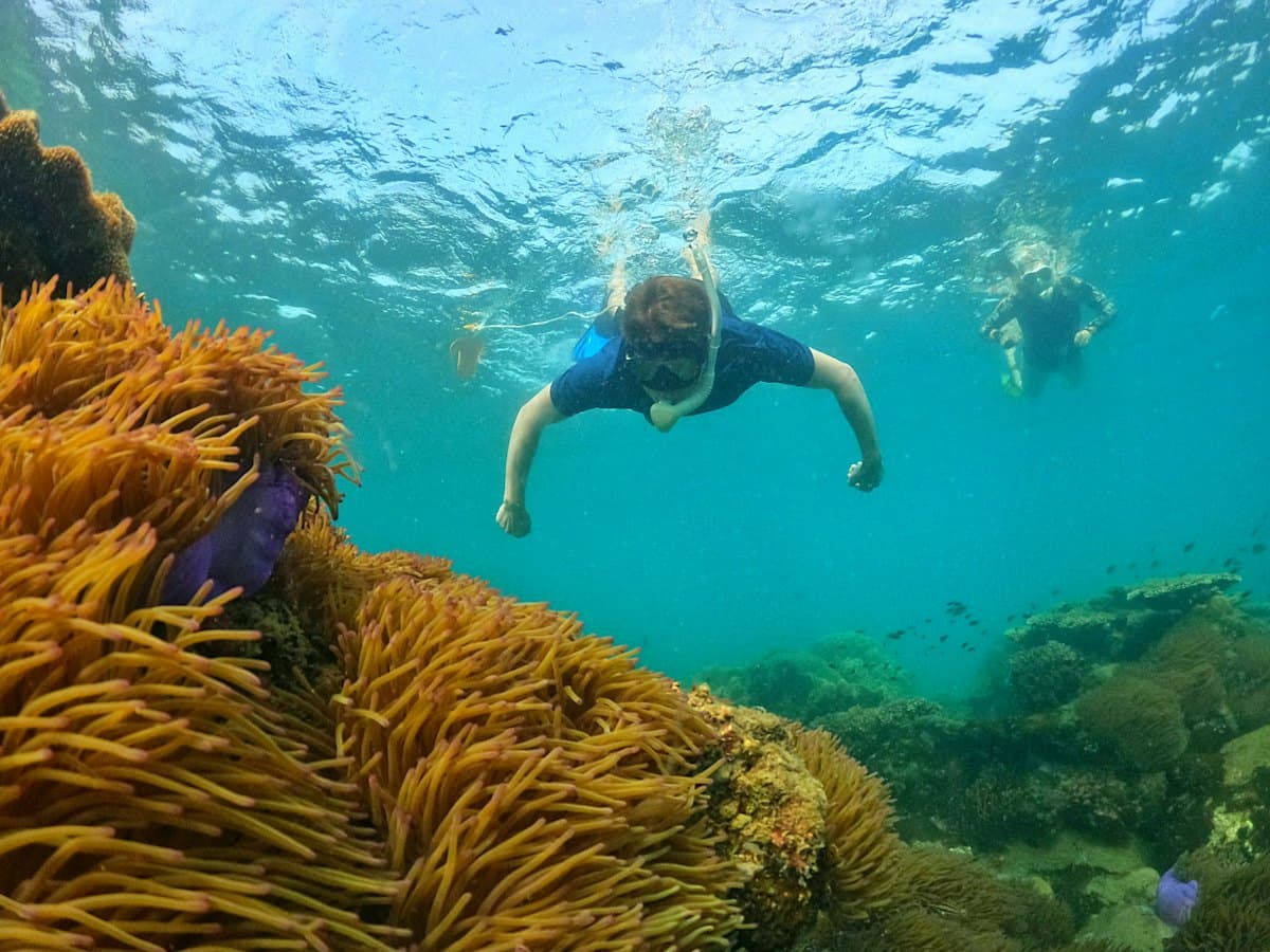 A snorkeller floating over orange sea anemones in clear shallow water